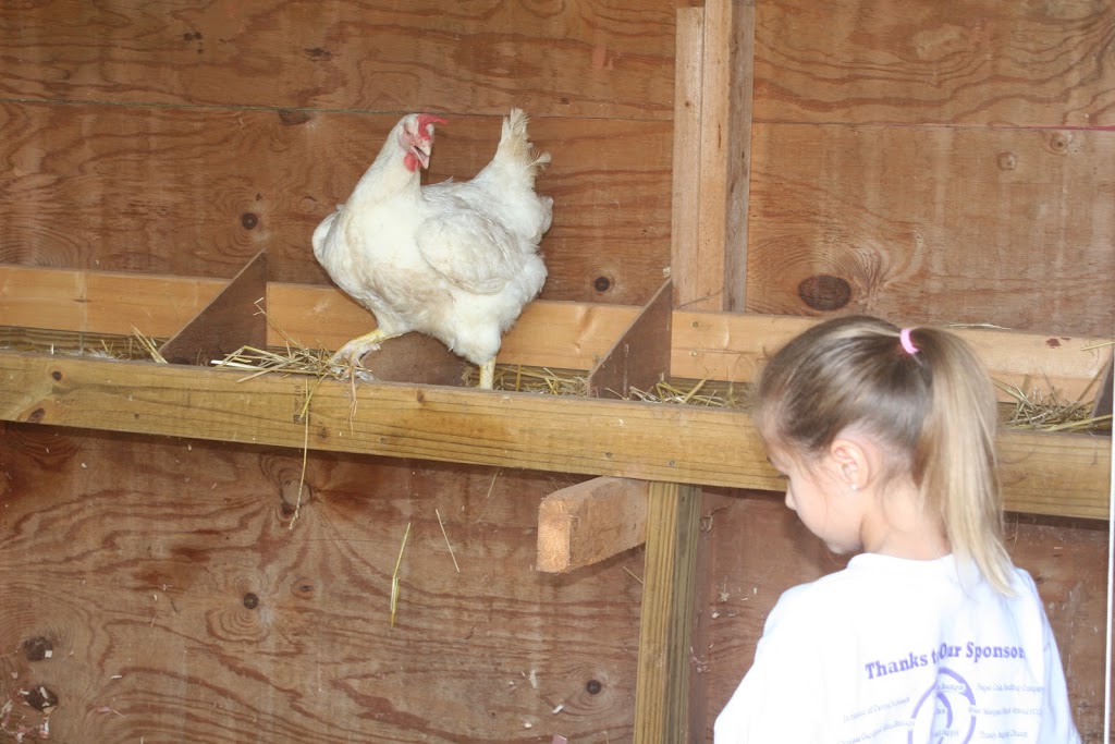 The Day the Chickens Came to the Farm Our Alabama Life