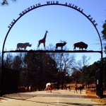 Pine Mountain Animal Safari (Callaway Gardens, Part 2)